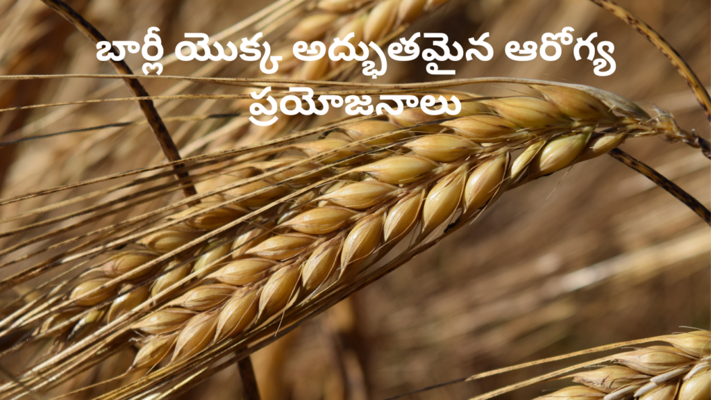 Barley health benefits in Telugu