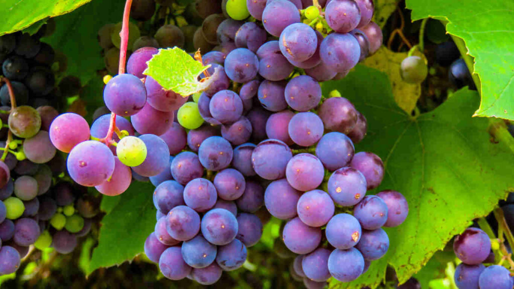 Amazing health benefits of grapes in telugu