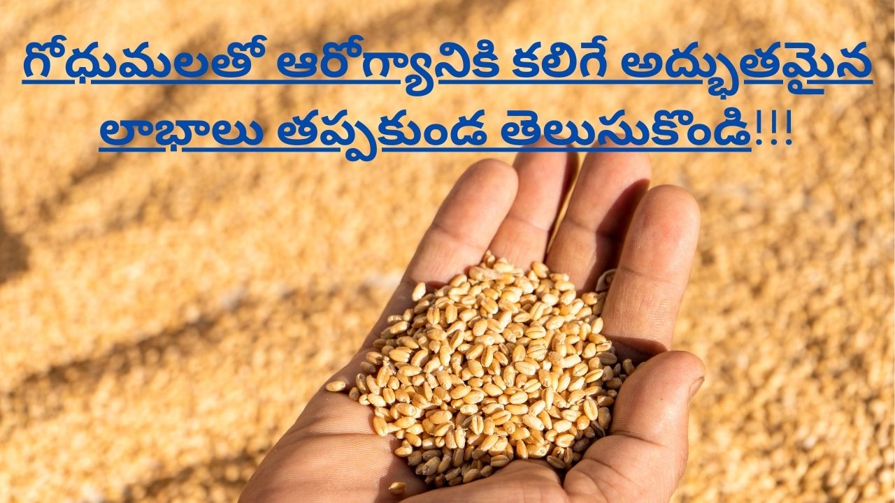 amazing health benefits of wheat in telugu