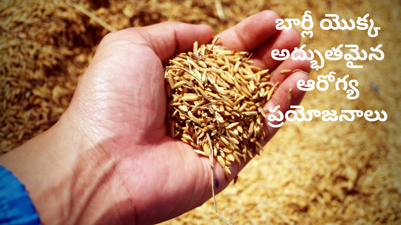 Barley health benefits in Telugu