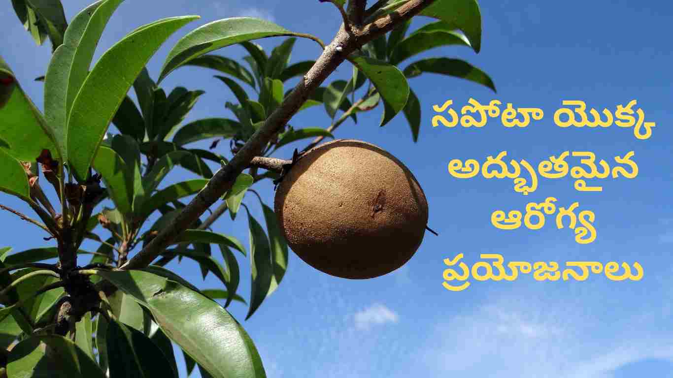 Health benefits of Sapota in Telugu